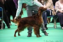 Crufts2011 304